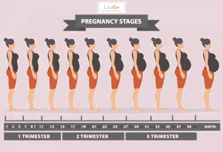 First Trimester (Weeks 1–12): Early Changes You Might Not Notice Cricklewood